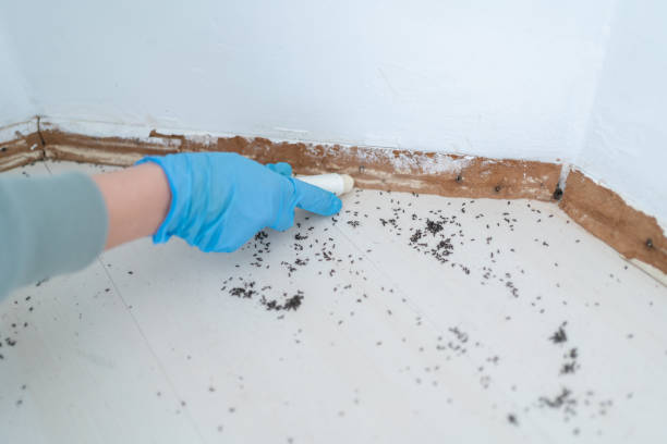 Best Emergency Pest Control  in Schererville, IN